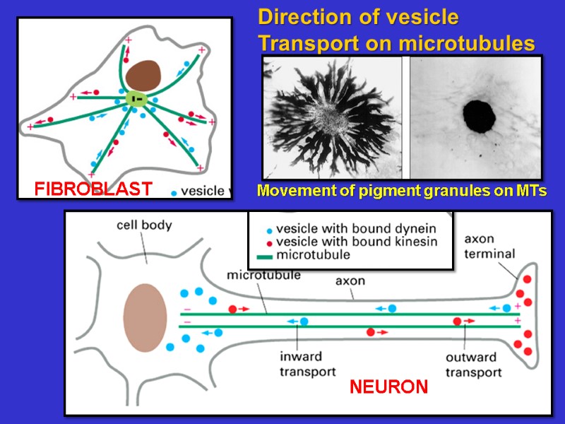 Direction of vesicle Transport on microtubules  FIBROBLAST NEURON Movement of pigment granules on